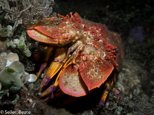 Slipper lobster by Beate Seiler 